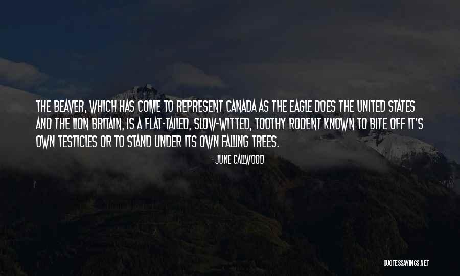 Yapraklar Insaat Quotes By June Callwood Yapraklar Insaat Quotes By June Callwood