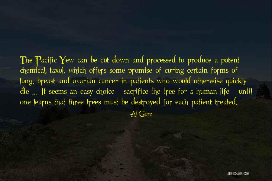 Yew Tree Quotes By Al Gore Yew Tree Quotes By Al Gore