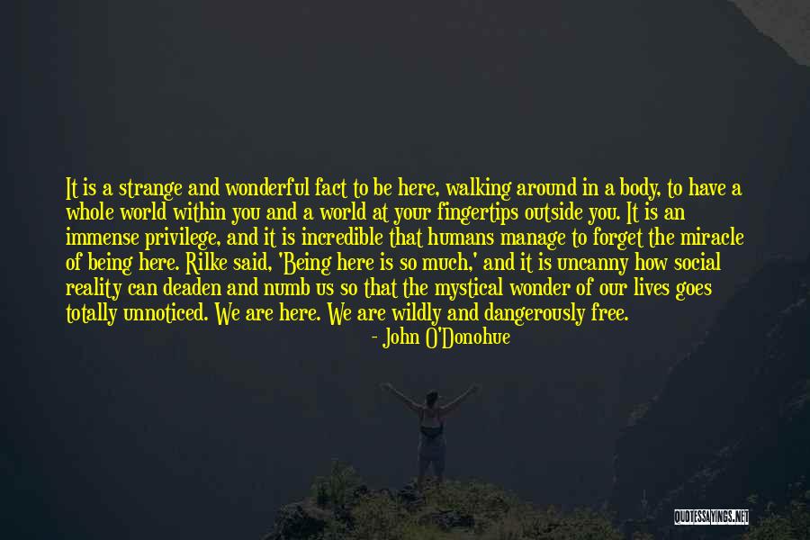 You Are Wonderful Quotes By John O'Donohue