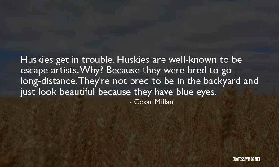Your Beautiful Blue Eyes Quotes By Cesar Millan Your Beautiful Blue Eyes Quotes By Cesar Millan