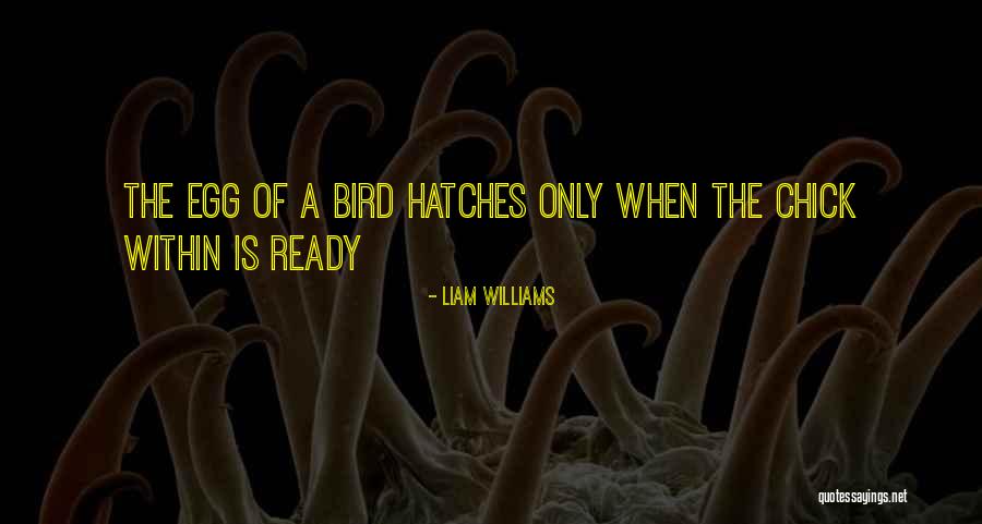 Zaitoun Yasmin Quotes By Liam Williams Zaitoun Yasmin Quotes By Liam Williams